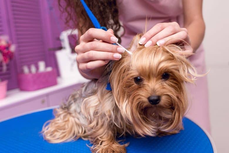 Grooming to prevent external parasites in pets
